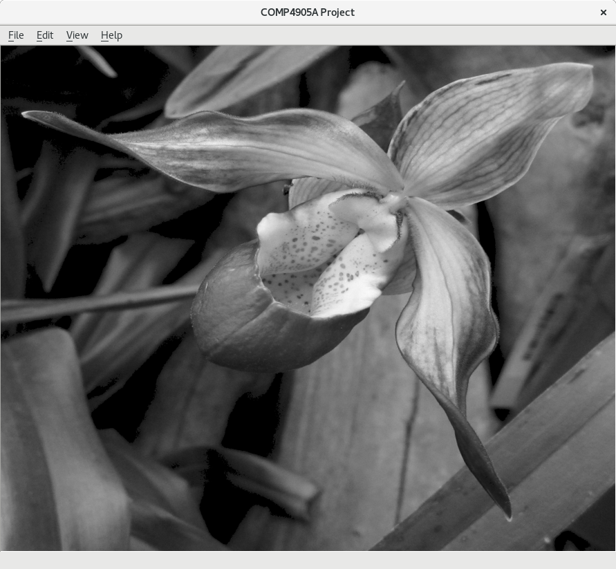 Resulting greyscale image of an orchid