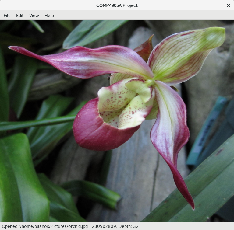 Colour image of an orchid