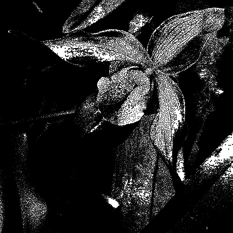 Stippled image of an orchid