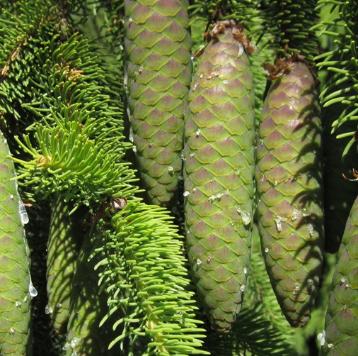 Source image (pinecones)