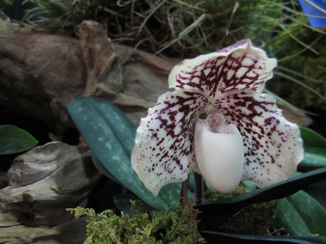 Source Image - Spotted, fuzzy orchid